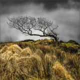 Tree on the Beara