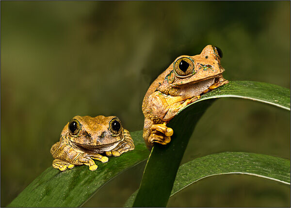 Two Frogs