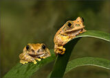 Two Frogs