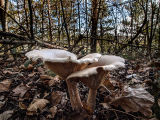 Two Fungi