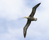 Waved albatros