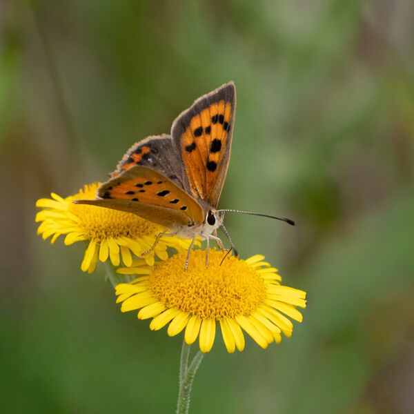 Small Copper