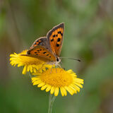 Small Copper