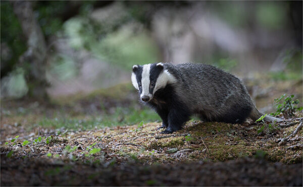Forest Badger just after sunset