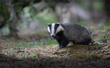 Forest Badger just after sunset