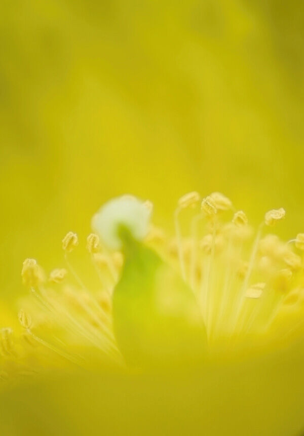 Welsh Poppy