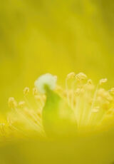 Welsh Poppy