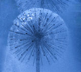 Wet Dandelion Seed Head