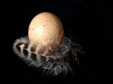 Which came first