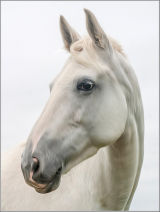 White Horse