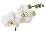 White Moth Orchid