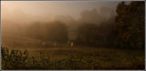Winter's Morning on Frogham Hill