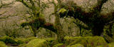 Wistman's Wood