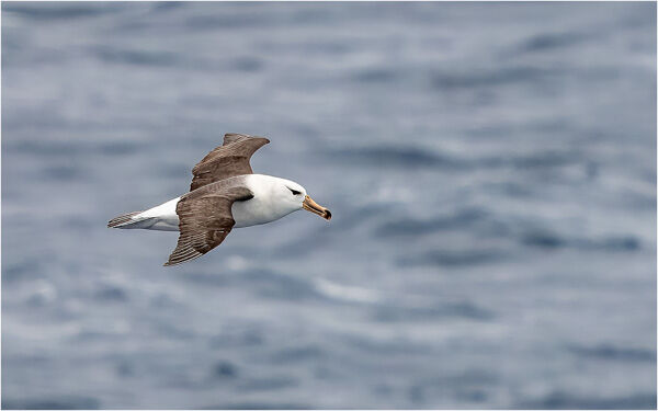 White-browed Albatross, Drakes Passage