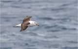White-browed Albatross, Drakes Passage