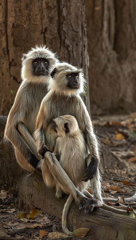 Family Portrait