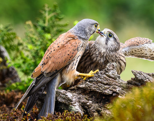 Feeding Time