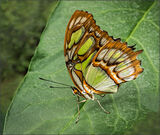 Malachite Butterfly