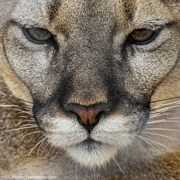 PROJECT SURVIVAL'S CAT HAVEN