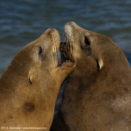 WILDLIFE - MAMMALS