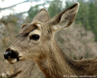 Mule Deer