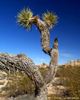 Joshua Tree