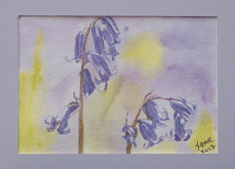 Bluebells study Port Folio
