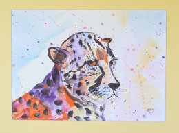 The Wild Eyes Collection