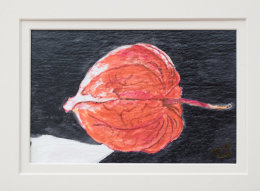 Physalis Port Folio
