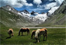 Haflinger Horses
