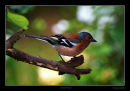 Chaffinch