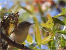 Chiffchaff