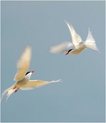 Arctic Terns