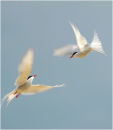 Arctic Terns