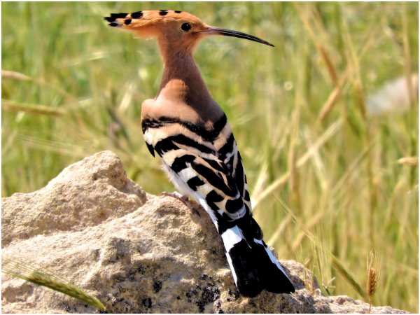 (Eurasian) Hoopoe
