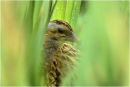 Corncrake