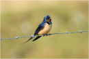 Swallow