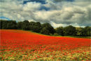 Poppy Field