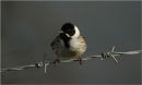Reed Bunting