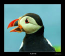 Skomer Puffin