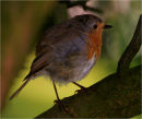 Robin