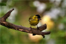 Siskin