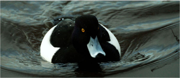 Tufted Duck