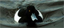Tufted Duck
