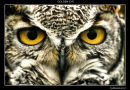 Golden Eyes