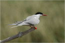 Arctic Tern 1