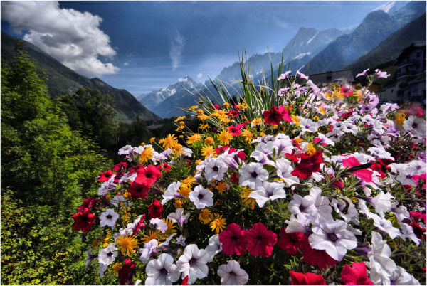Alpine Flowers