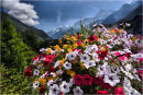 Alpine Flowers