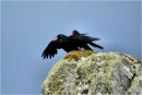 Chough's