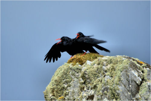 Chough's